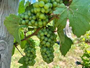 Three grape clusters in one of the Good Harbor vineyards.