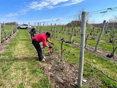 Getting Vineyard Ready with Tying
