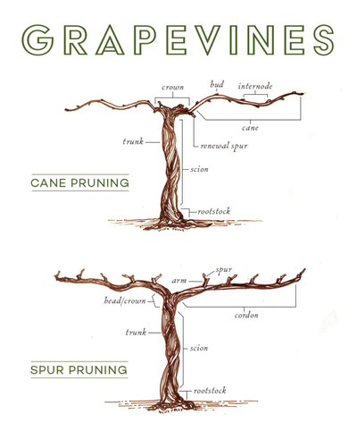 Cane Pruning vs Spur Pruning