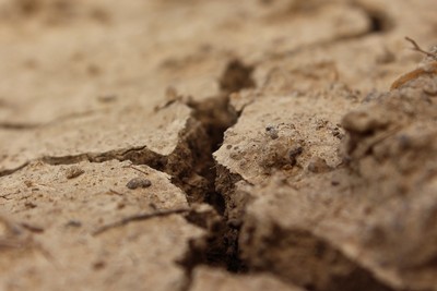 Cracked Clay Soil at the Vineyard in Northern Michigan