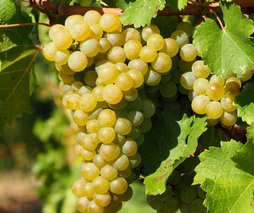 Friulano Grape Bunch at the Vineyard