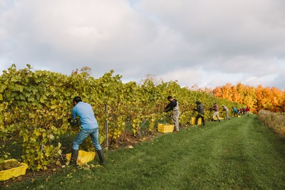 About Good Harbor Vineyards in Lake Leelanau, MI