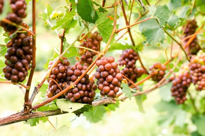 Types of wine by Good Harbor Vineyards in Lake Leelanau, MI