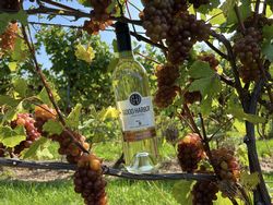 Good Harbor Vineyard 2022 Pinot Grigio