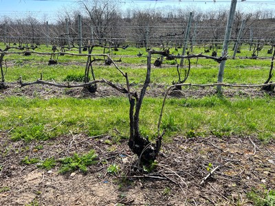 Tied vine in Good Harbor Vineyards' Rick's Vineyard