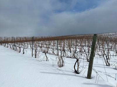 Good Harbor Vineyards in winter snow