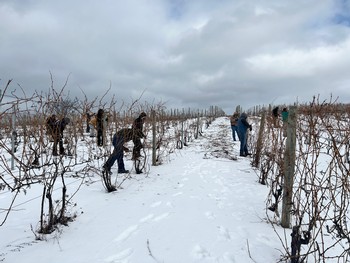 Good Harbor Vineyard Pruning