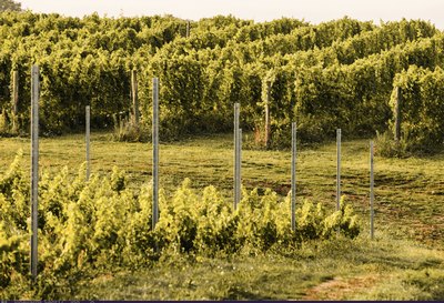 Vineyard in Northern Michigan