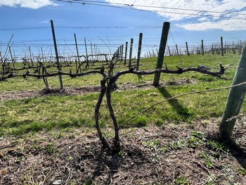 Spur Pruning with Good Harbor Vineyards