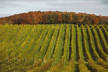 Vineyard in the Fall