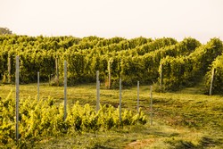 David's Vineyard 