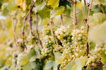 The Vineyards in September