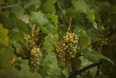 Wine grapes